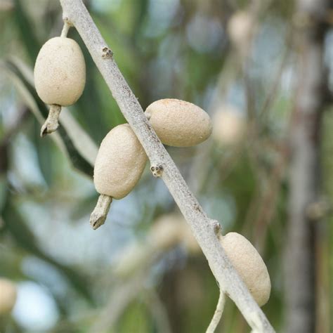 Elaeagnus angustifolia