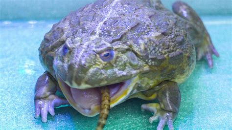 African Bullfrog Eating Worm Live Feeding Youtube