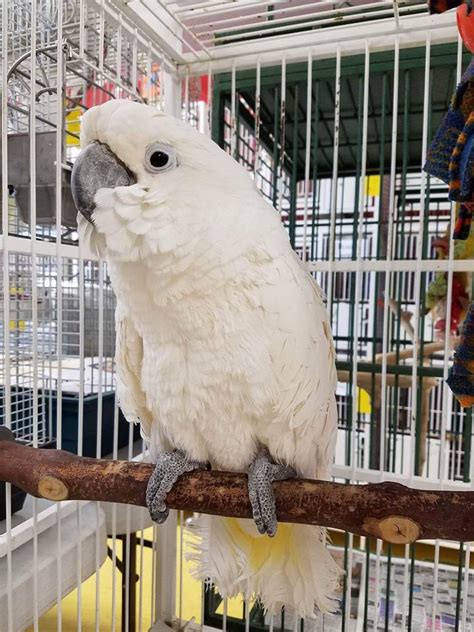 Buy Umbrella Cockatoo Parrot Buy Umbrella Cockatoo Parrots For Sale