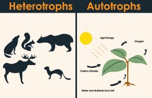 What are Autotrophs and Heterotrophs? - Difference, Characteristics