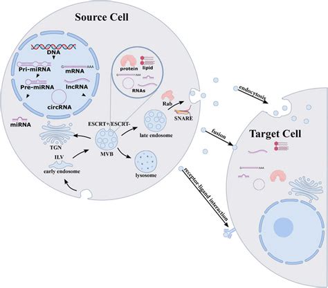 Frontiers Micrornas In Extracellular Vesicles Sorting Mechanisms