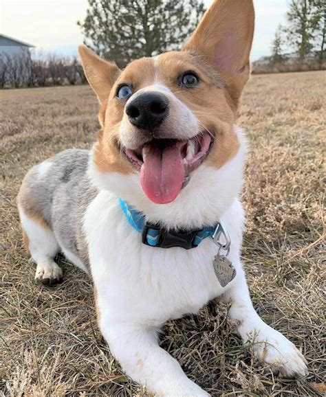 Cowboy Corgi Info Appearance Pictures Traits And Facts