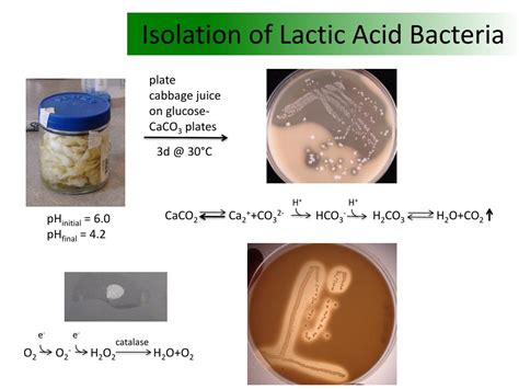 Ppt Lactic Acid Bacteria Powerpoint Presentation Free Download Id