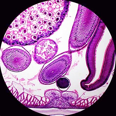 Amscope Ps25w Prepared Microscope Slide Set For Basic Biological