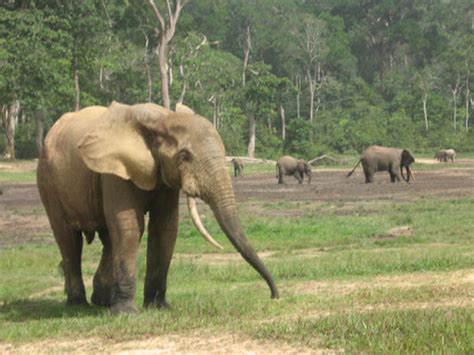 Forest Elephants - Photo 10 - CBS News