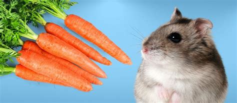 Can Hamsters Eat Carrots? The Answer, Benefits, and More