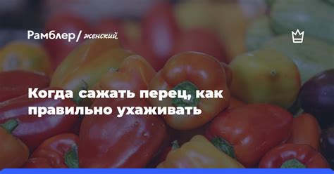 Когда сажать перец, как правильно ухаживать - Рамблер/женский