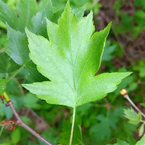 Tarmvrid Røn Sorbus Torminalis Naturbasen