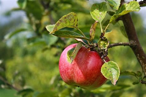 Apfel Ernte Apfelbaum Kostenloses Foto Auf Pixabay Pixabay