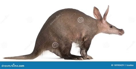 Aardvark Orycteropus 16 Years Old Stock Image Image Of Sized Furry