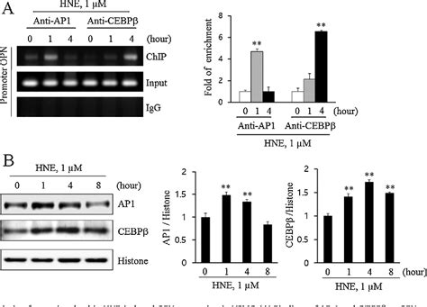 Osteopontin Plays A Key Role In Vascular Smooth Muscle Cell