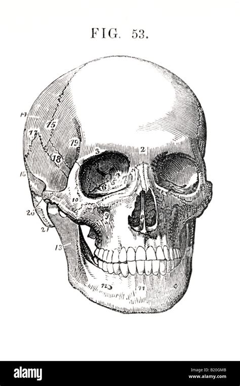 Skull Illustration Hi Res Stock Photography And Images Alamy