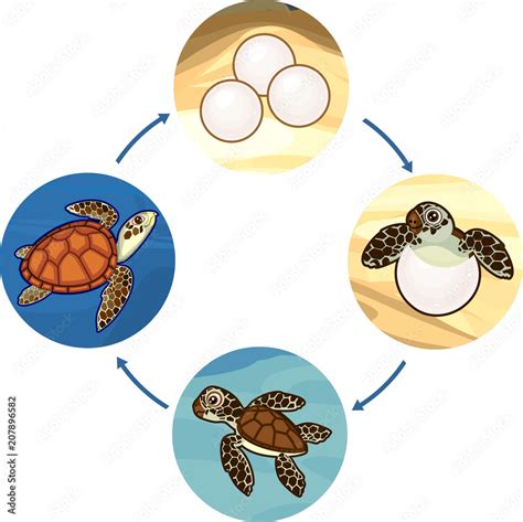 Life Cycle Of Sea Turtle Sequence Of Stages Of Development Of Turtle