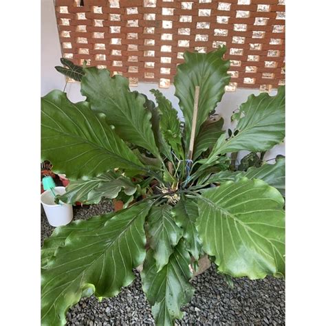 Jual Tanaman Hias Anthurium Gelombang Cinta Ukuran Besar Shopee Indonesia