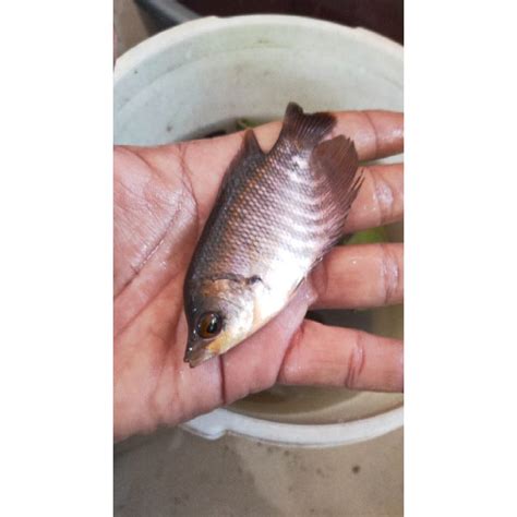 Jual Bibit Ikan Gurame Soang Size Ngorek Jari Shopee Indonesia