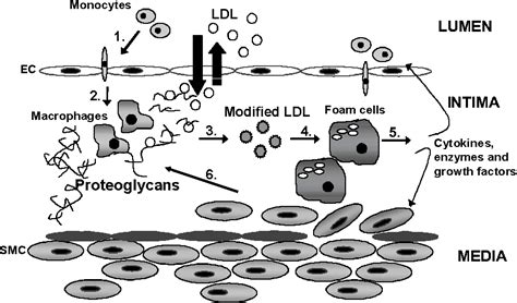 Figure From The Effect Of Hypoxia On Macrophage Proteoglycans