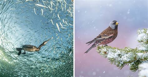 Best Of Award Winning Bird Photos That Will Leave You In Awe