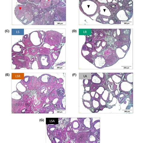 Photomicrographs Of Ovarian Sections Of A Representative Rat From Each