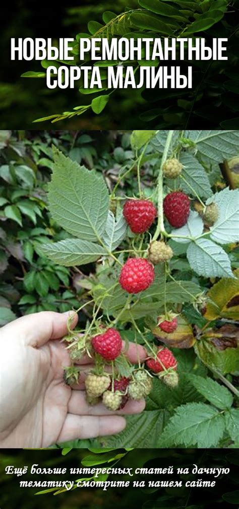 Малина Химбо Топ Описание Сорта Фото – Telegraph