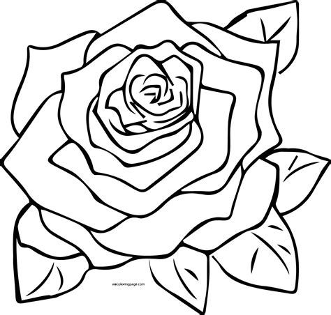 Rose Coloringhome Sketch Coloring Page