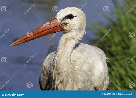 White Stork Walking In Water Stock Photo Image Of Stork Outdoor