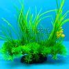 Aquatic Grass Seeds For Indoor Beautification Bestseedsonline