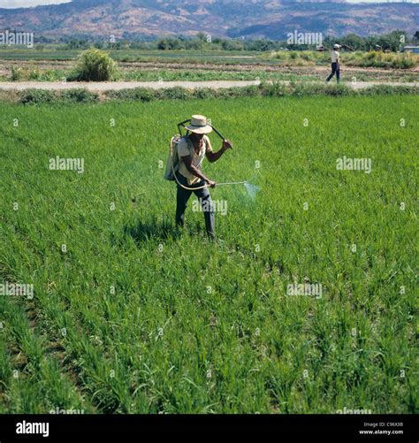 Filipino Spraying An Immature Rice Crop With A Knapsack Sprayer Stock