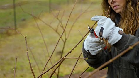 Growing Elderberry from Cuttings - Melissa K. Norris