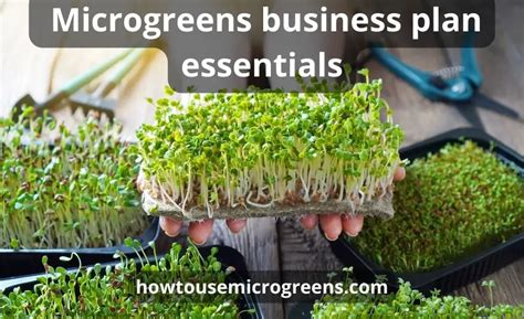 Microgreens Business Plan Top 12 Tips Super Guide