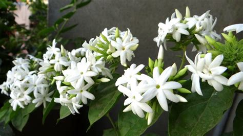 Jasmine The Most Fragrant Bush Ive Ever Encountered Flower