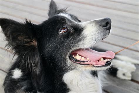 Hund Border Collie Haustier Kostenloses Foto Auf Pixabay