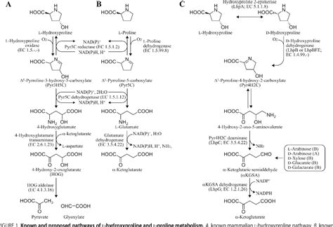 Figure 1 From Identification And Characterization Of D Hydroxyproline