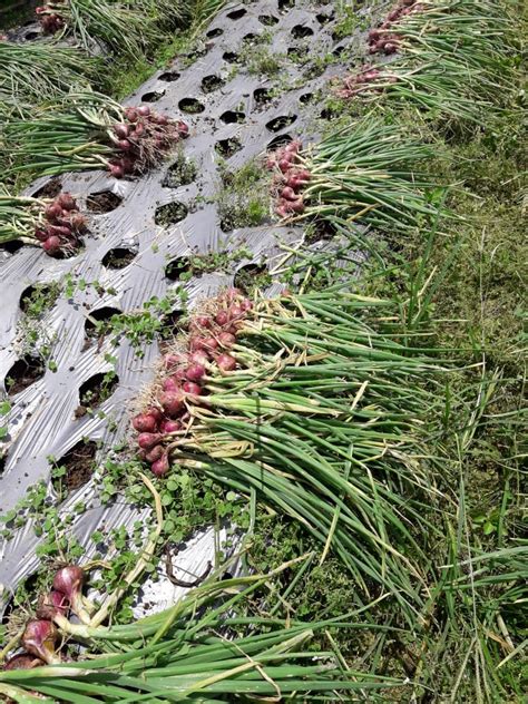 Kementan Jamin Stok Bawang Merah Aman Hadapi Ramadhan Dan Idul Fitri