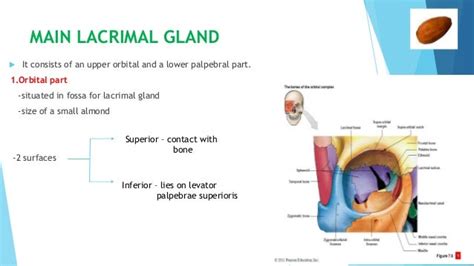 Anatomy of lacrimal gland