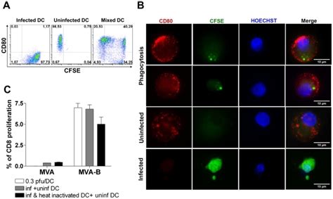 A Phagocytosis Assay Immature Mddc Were Labeled With Cfse And