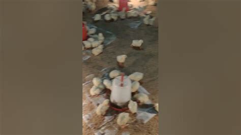 Broiler Farming Broiler Chicken Youtube