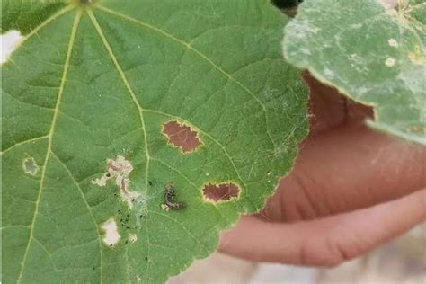 Control of cotton bollworm in agriculture - Pesticides products,Herbicides,Fungicide and ...