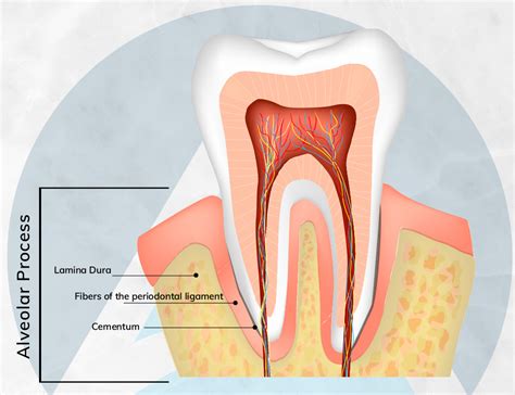 What Is An Alveolectomy Part One Alaska Center For Oral Facial