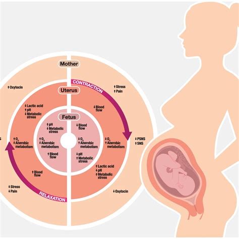 Uterine Contraction And Relaxation Metabolic Autonomic And