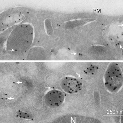 Expression of FcRn in human blood monocytes, NK cells, and PMNs. (A)... | Download Scientific ...