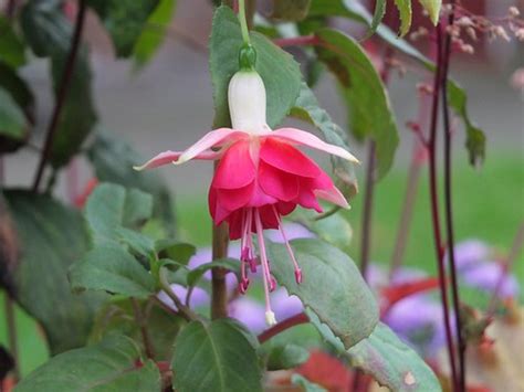 New Fuchsia Cidinha Belato Stephen Mcmellen Flickr