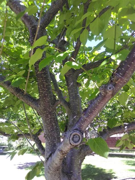 Japanese Tree Lilac