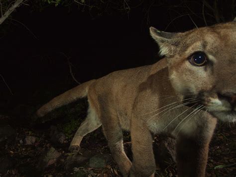 Super-rare, beautiful photos of mountain lion cubs caught by camera...