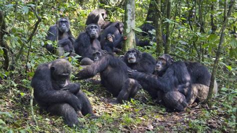 Bbc Earth The Chimps That Go Hunting For Unlikely Victims