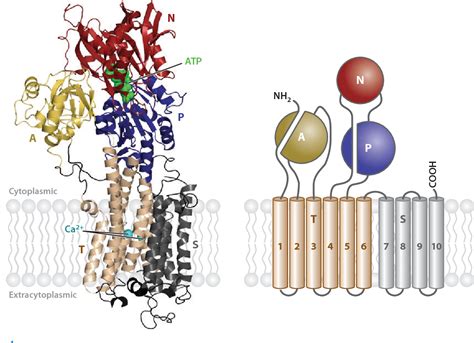 Figure 1 From P Type ATPases Semantic Scholar