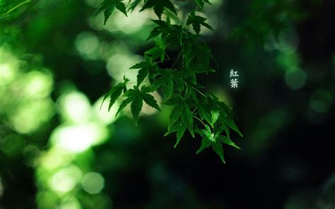 Japanese Green Wallpapers Top Free Japanese Green Backgrounds Wallpaperaccess