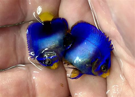 African Angelfish The Biota Group