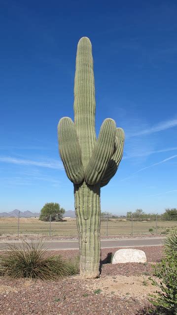 Saguaro Kaktus Wüste Kostenloses Foto auf Pixabay Pixabay