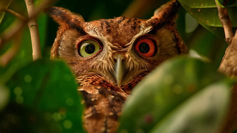 Wallpaper Owl Eastern Screech K K Wallpaper Red Bird Eyes