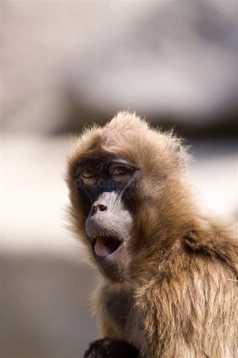 Grinning Chimp Stock Photo Image Of Happy Close Wildlife 2207934